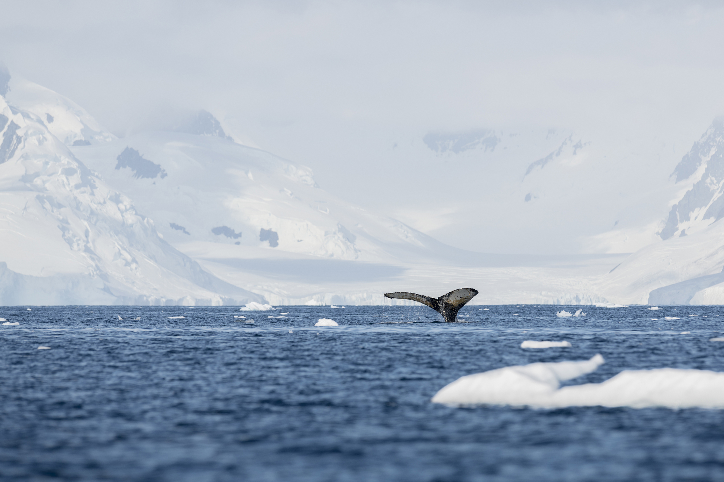 Humpback Whale In Antarctica Humpback Whale In Antarctica
