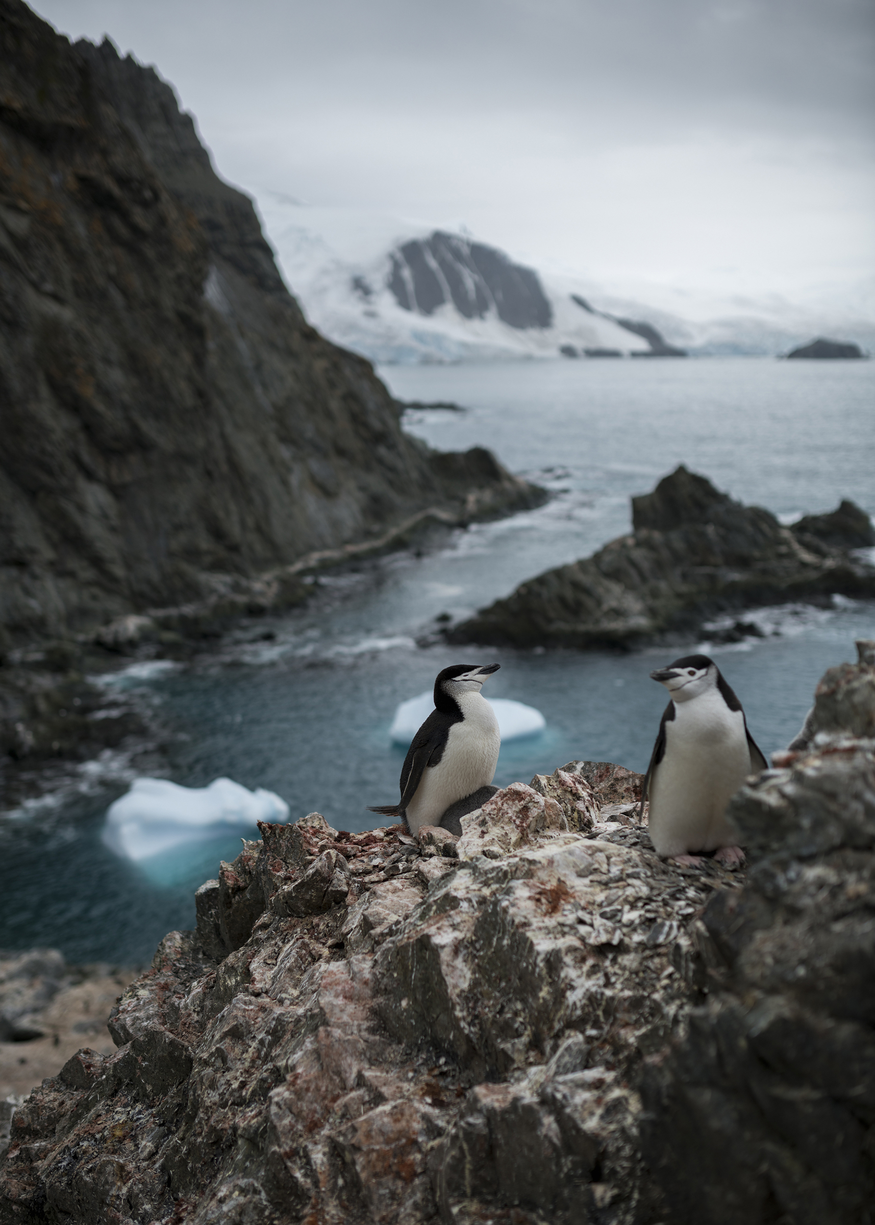 Chinstrap Penguins On Elephant Island Chinstrap Penguins On Elephant Island