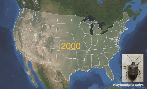 Stink bug distribution in the United States Stink bug distribution in the United States