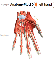 AnatomyPlot3D hand AnatomyPlot3D hand