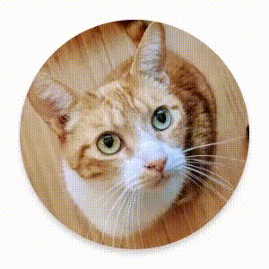 Ein UI-Element wird vertikal verkleinert und verschwindet aus dem Blickfeld.