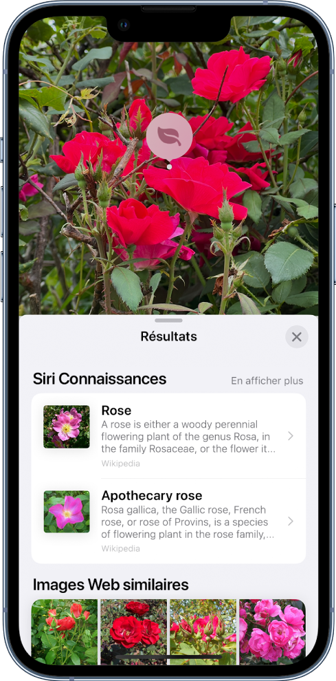 Une photo est ouverte en haut de l’écran. Sur la photo se trouve une rose sur laquelle apparaît une icône « Recherche visuelle ». La moitié inférieure de l’écran montre les connaissances de Siri sur les roses et des images web similaires.