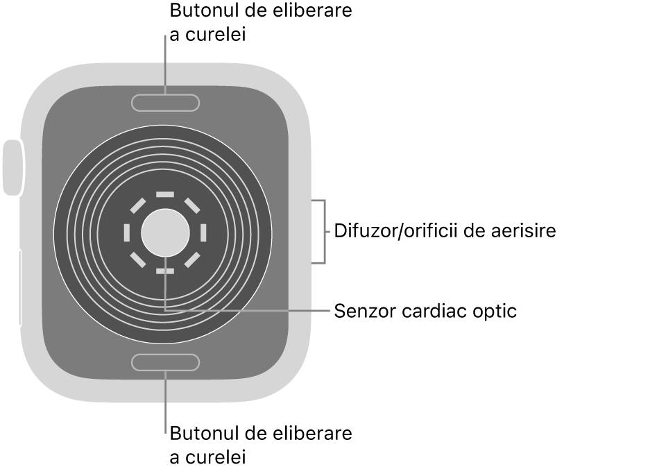 Spatele dispozitivului Apple Watch SE, cu butoanele de eliberare a brățării în partea de sus și de jos, senzorul cardiac optic în mijloc și difuzorul/orificiile de ventilare pe partea laterală.