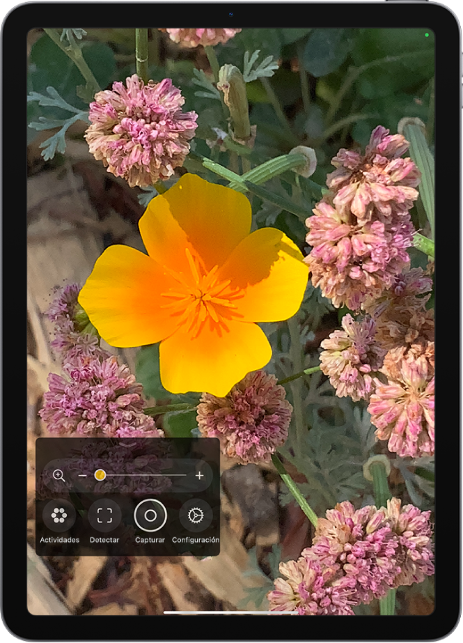 La app Lupa mostrando un acercamiento de una flor.