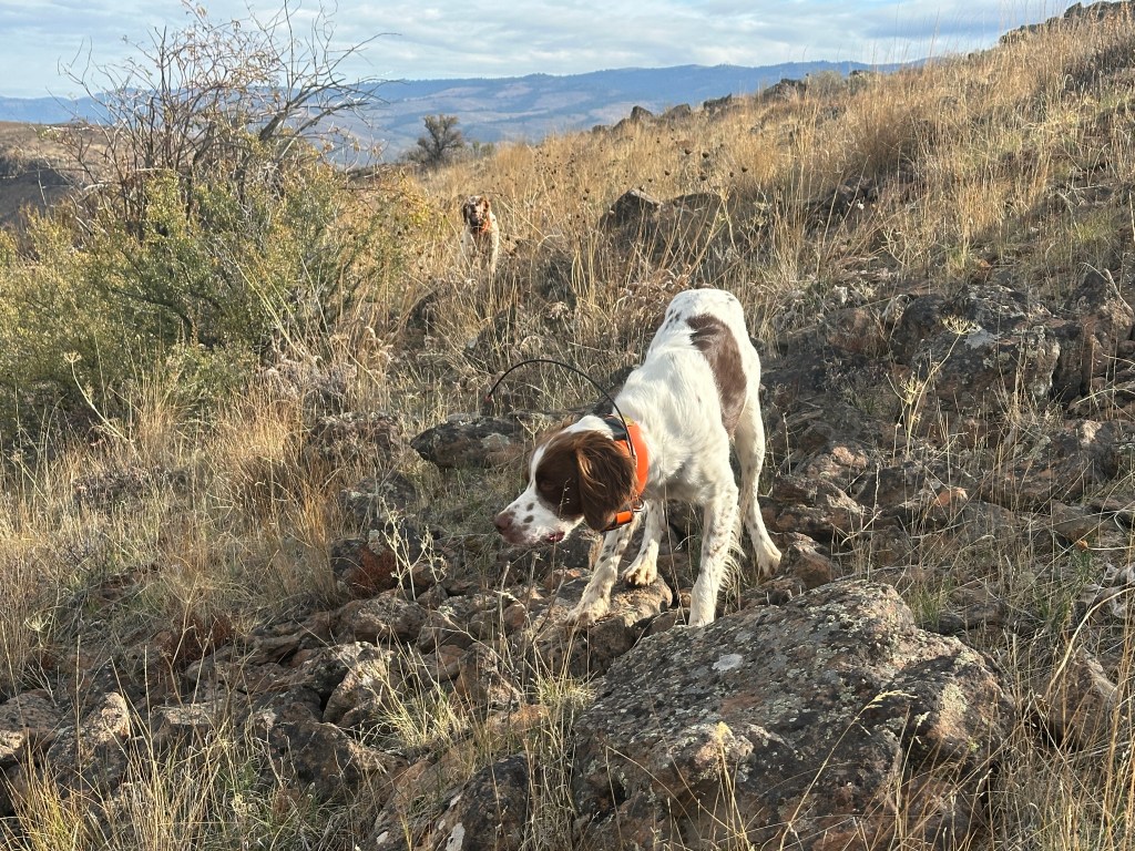 A dog with a white and brown coat, wearing an orange collar, stands on rocky terrain in a grassy landscape, with hills in the background.