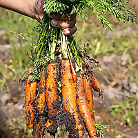 Discovery Organics Blog