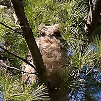 Maine Birding Field Notes Blog