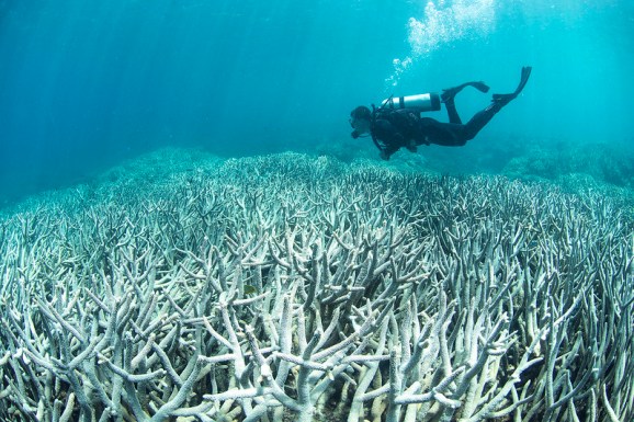 A photo of a diver aboce coral bleaching at Heron Island Feb 2016