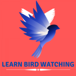 Learn Bird Watching Blog