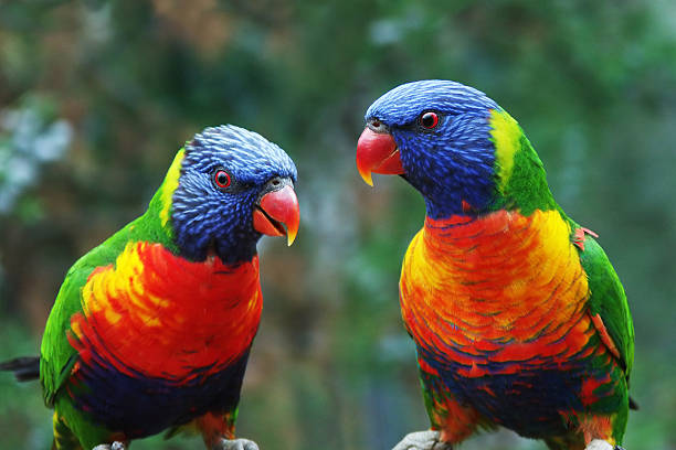 Talking Parrots stock photo