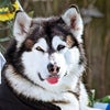 Tonka The Malamute AKA WaterWolf
